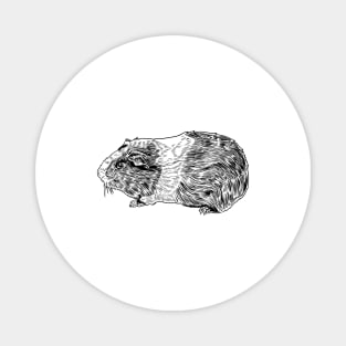 Line drawing of guinea pig Magnet